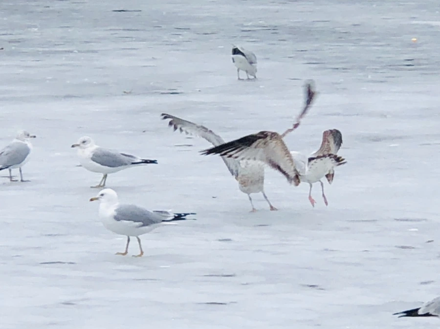 IMG_6341.jpg?type=w966