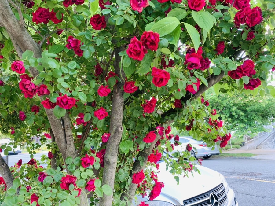 IMG_1470.jpg?type=w966