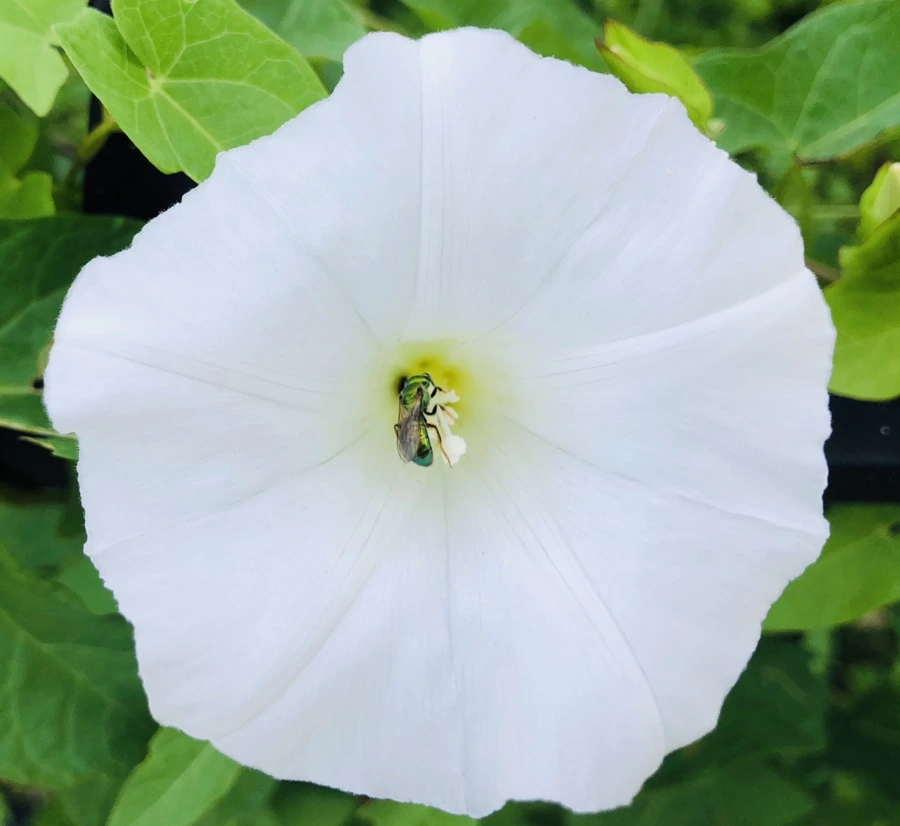 IMG_4557.jpg?type=w966