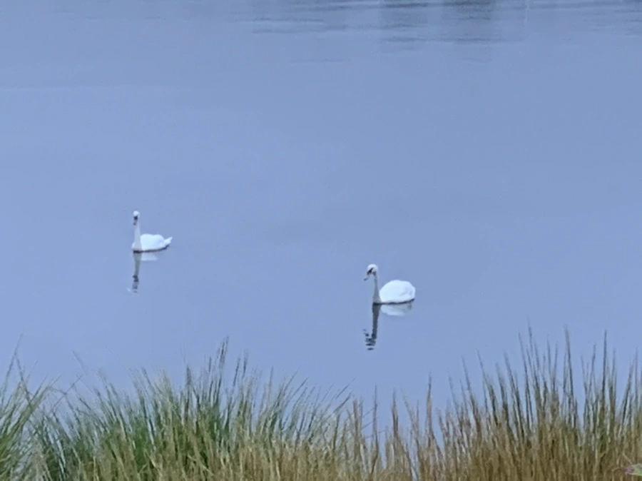 IMG_6618.jpg?type=w966