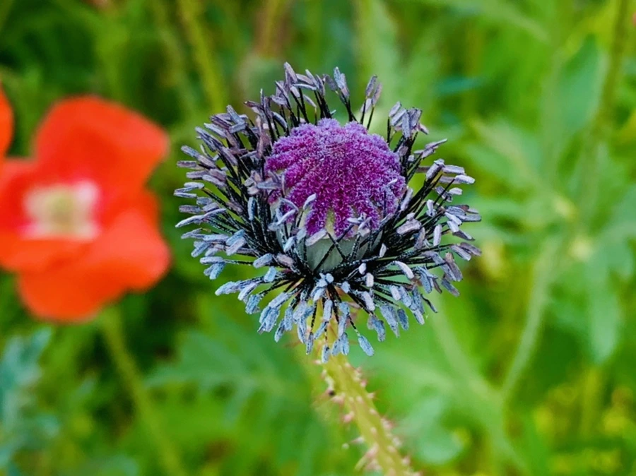 IMG_3351.jpg?type=w966