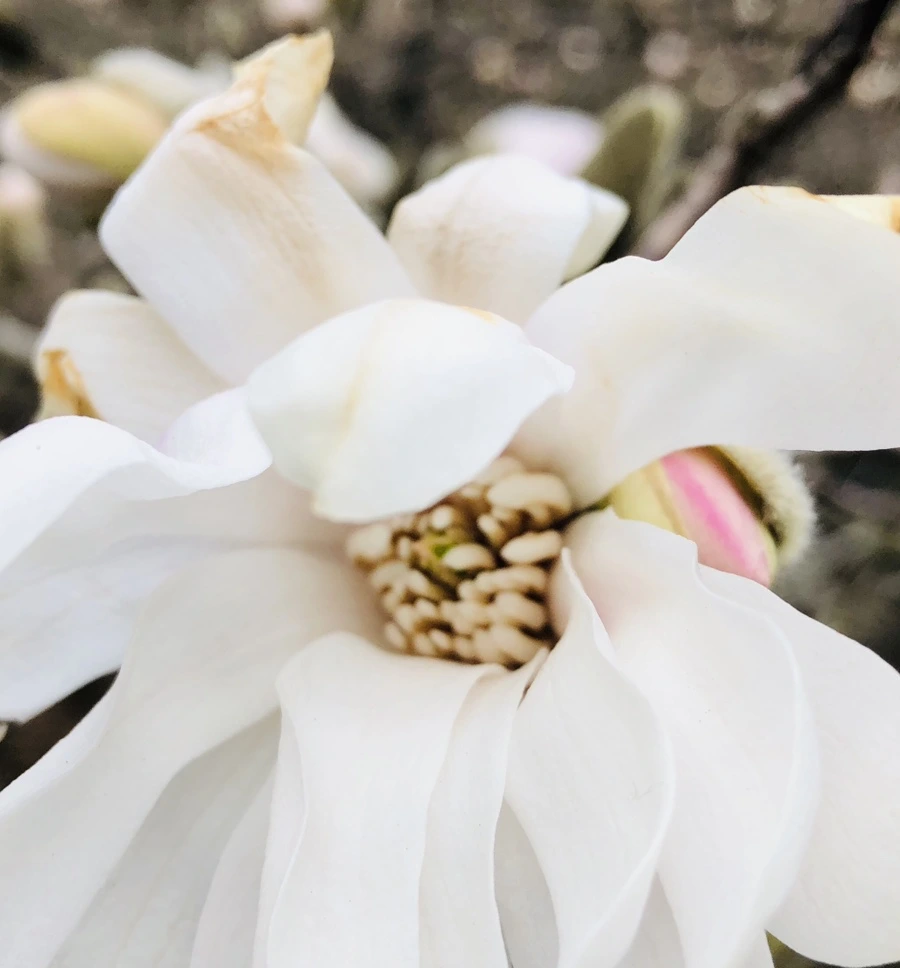 IMG_1973.jpg?type=w966