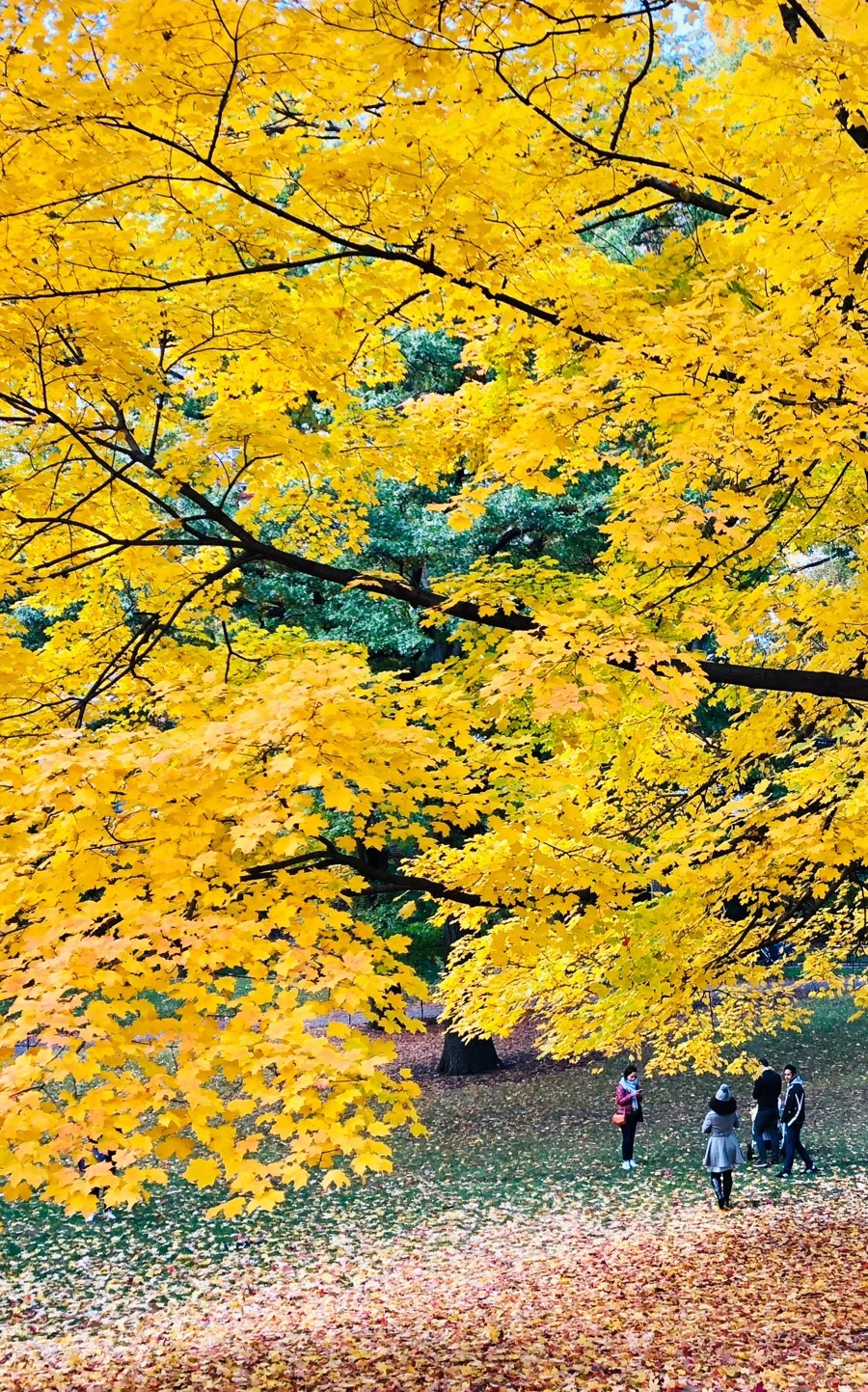 IMG_7340.jpg?type=w966