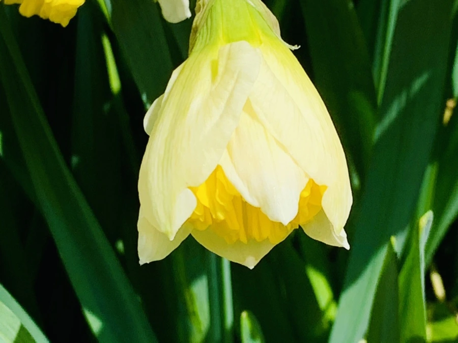 IMG_4304.jpg?type=w966