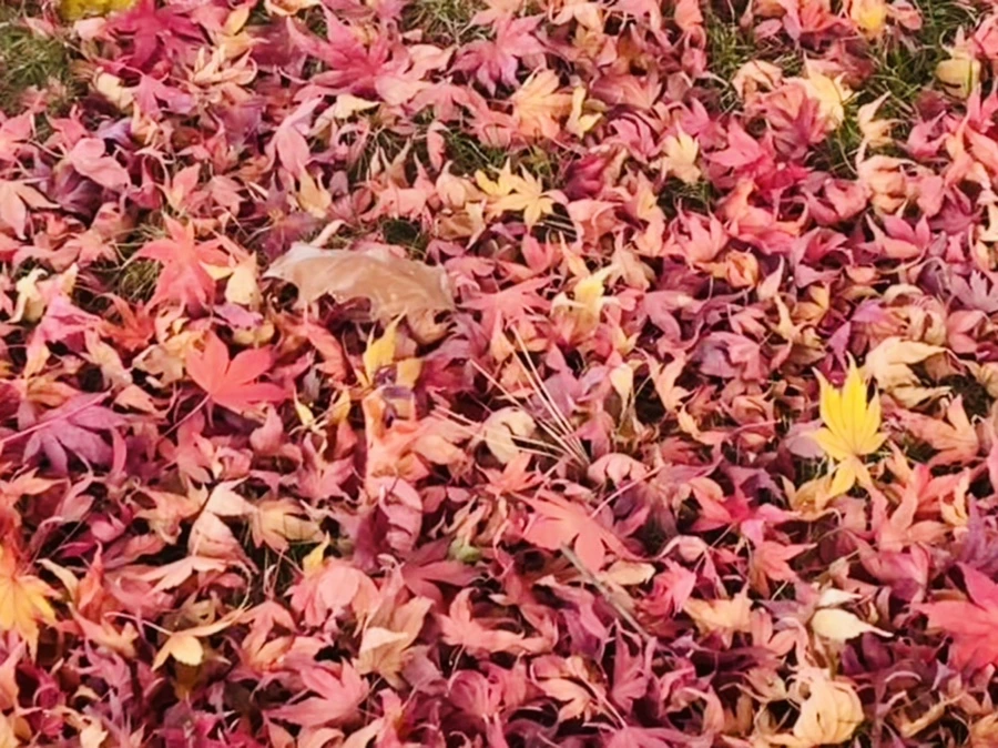 IMG_5922.jpg?type=w966