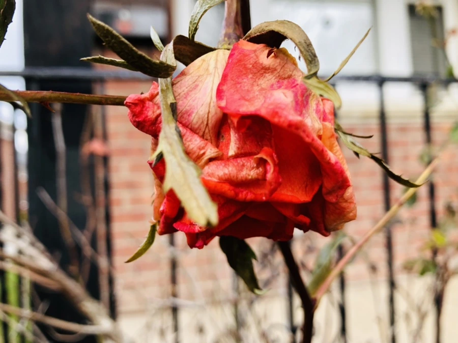 IMG_8763.jpg?type=w966