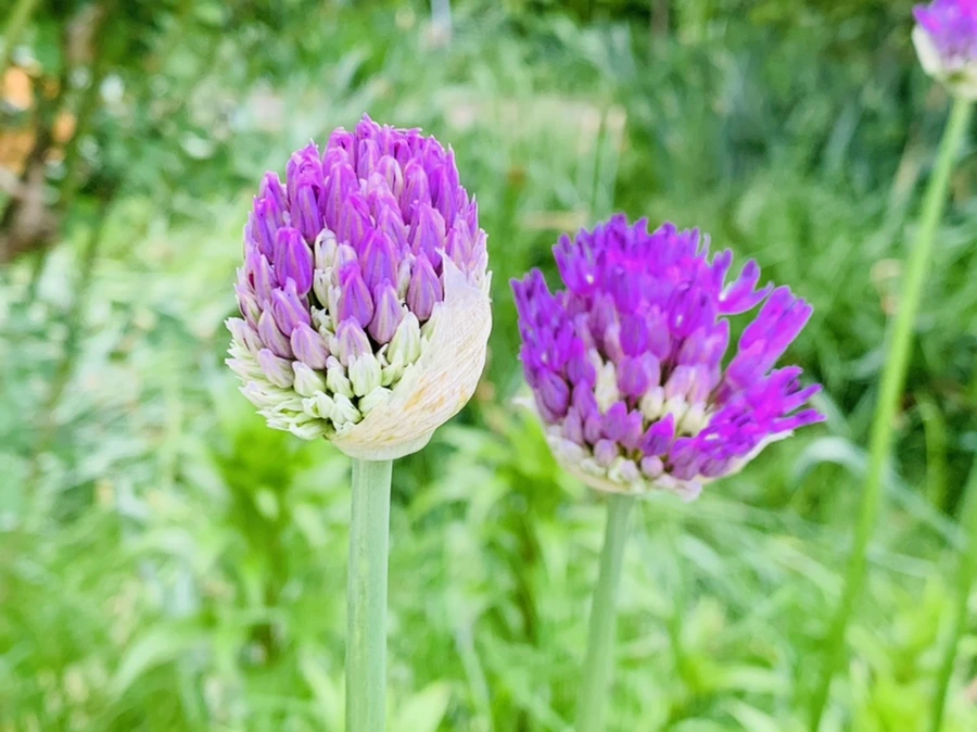 IMG_0967.jpg?type=w966