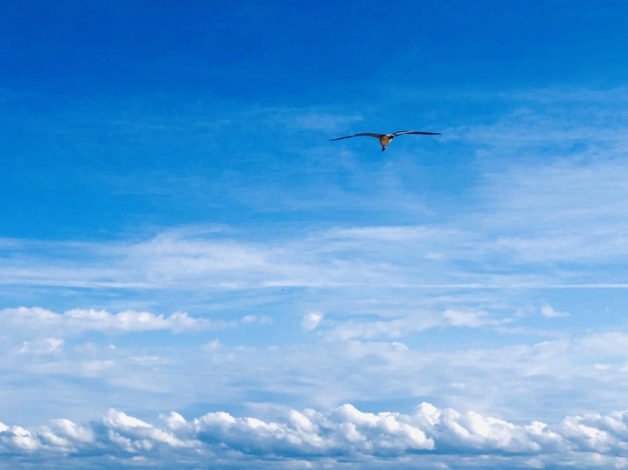 IMG_1368.jpg?type=w966