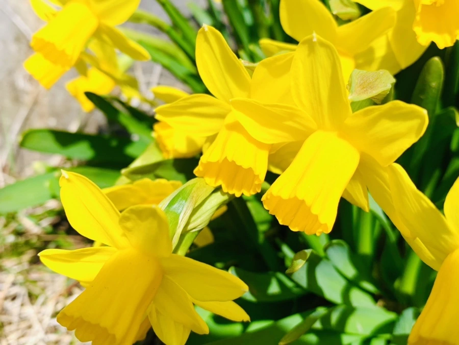 IMG_3382.jpg?type=w966