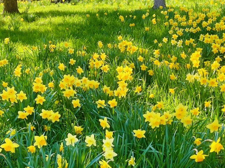 IMG_8612.jpg?type=w966