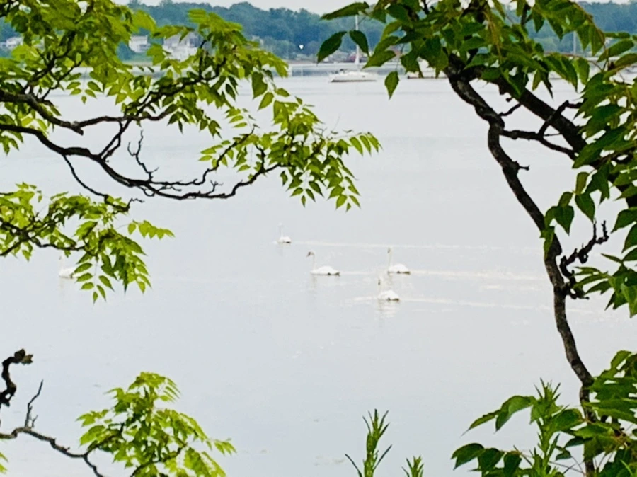 IMG_6423.jpg?type=w966