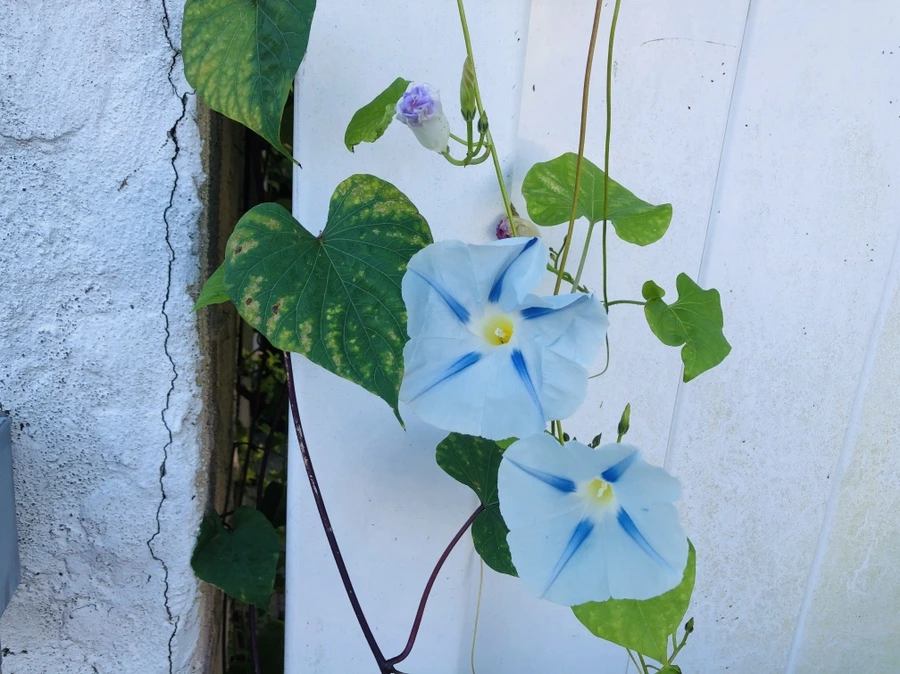 IMG_1237.jpg?type=w966