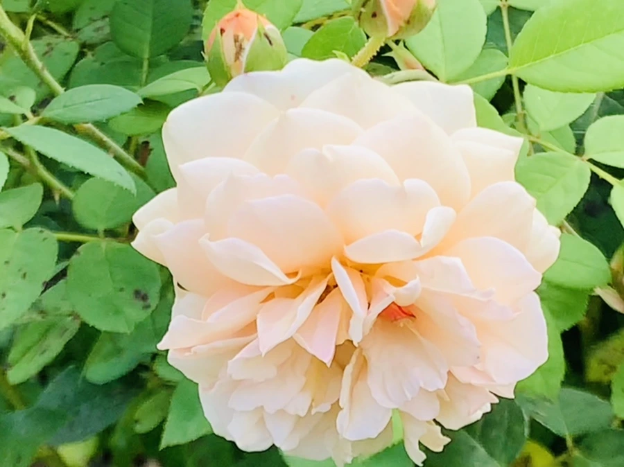 IMG_4976.jpg?type=w966