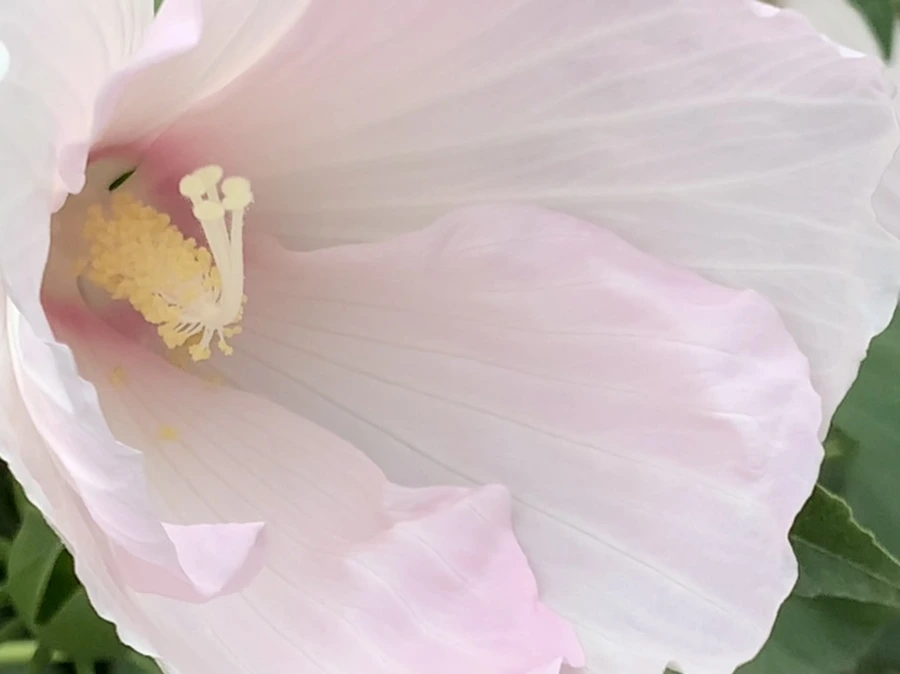 IMG_6047.jpg?type=w966