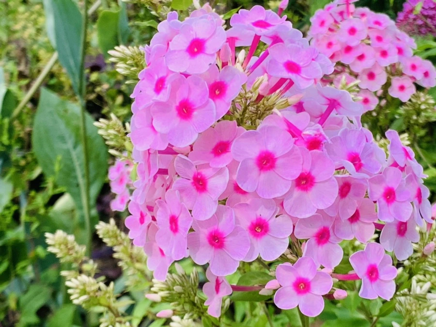 IMG_9410.jpg?type=w966