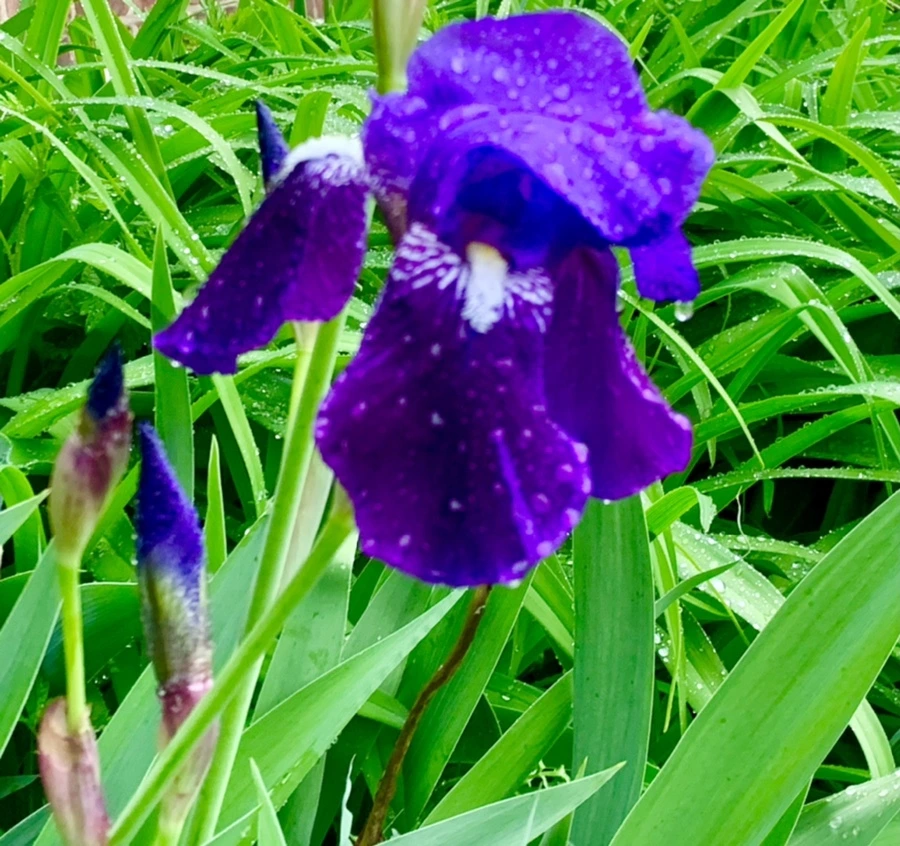 IMG_5354.jpg?type=w966