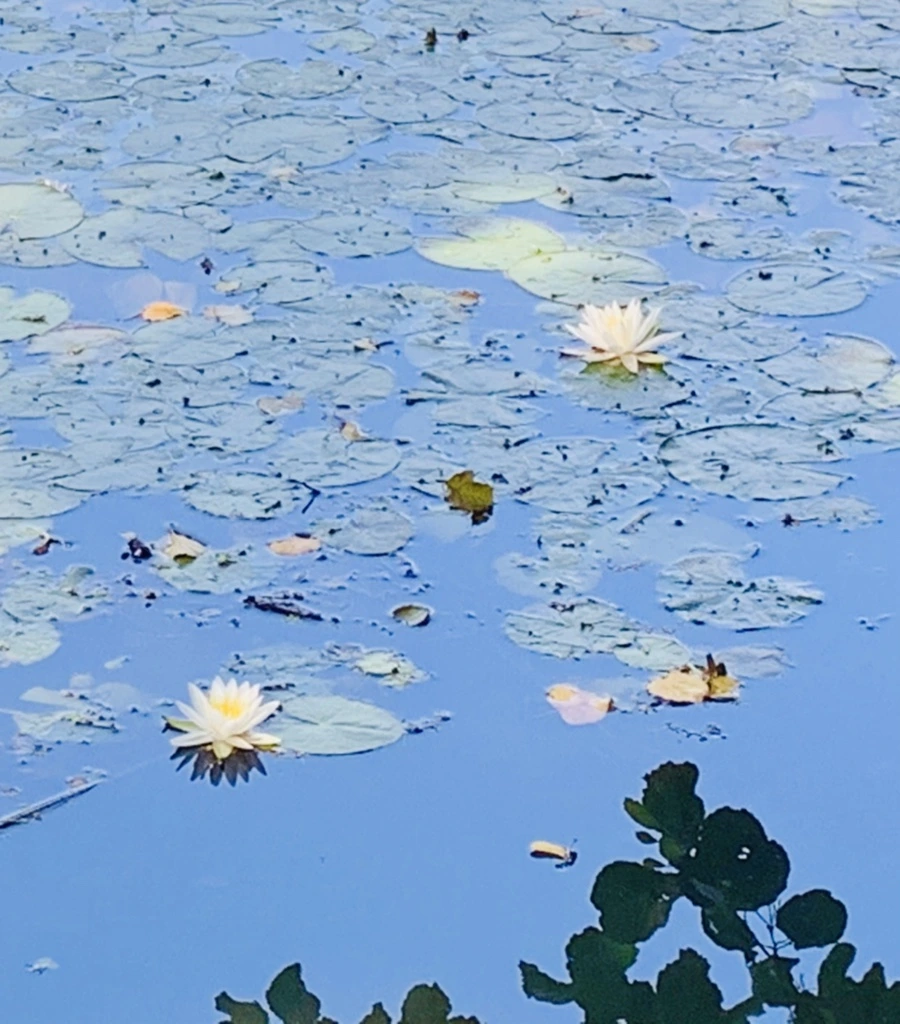 IMG_1220.jpg?type=w966