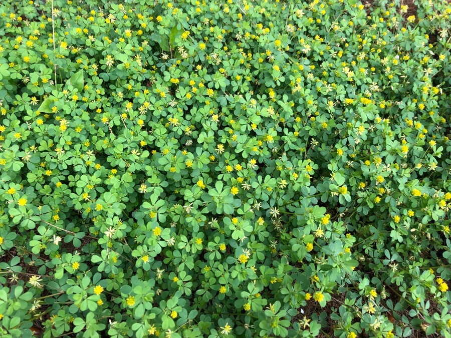 IMG_6139.jpg?type=w966