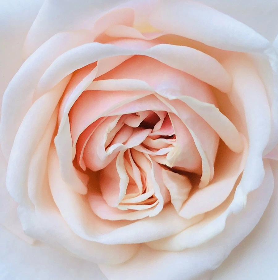 DQyYyBA4H7htLQa4JyrCS0Jl2b4