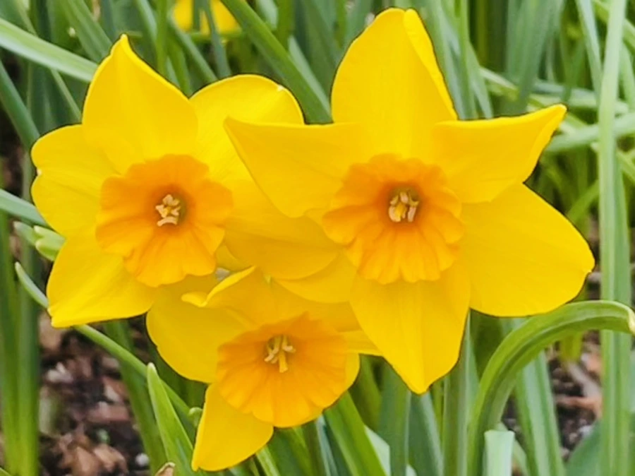 IMG_1303.jpg?type=w966