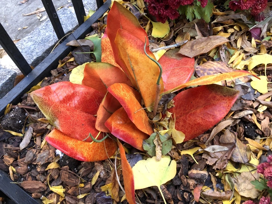 IMG_4956.jpg?type=w966