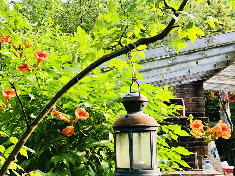 IMG_1374.jpg?type=w966