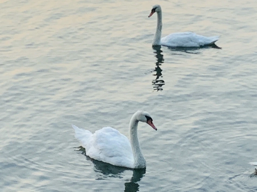 IMG_2323.jpg?type=w966