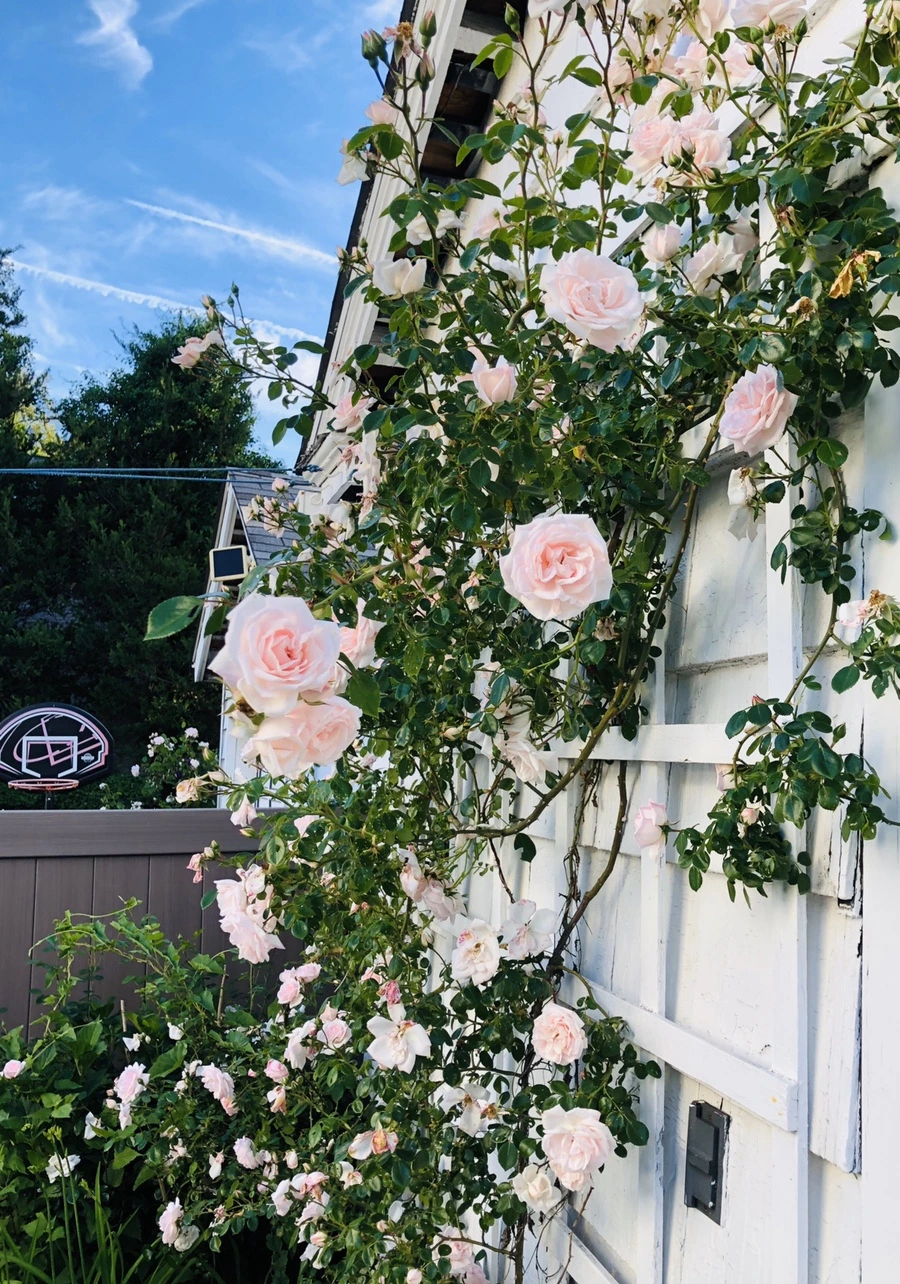 IMG_8461.jpg?type=w966