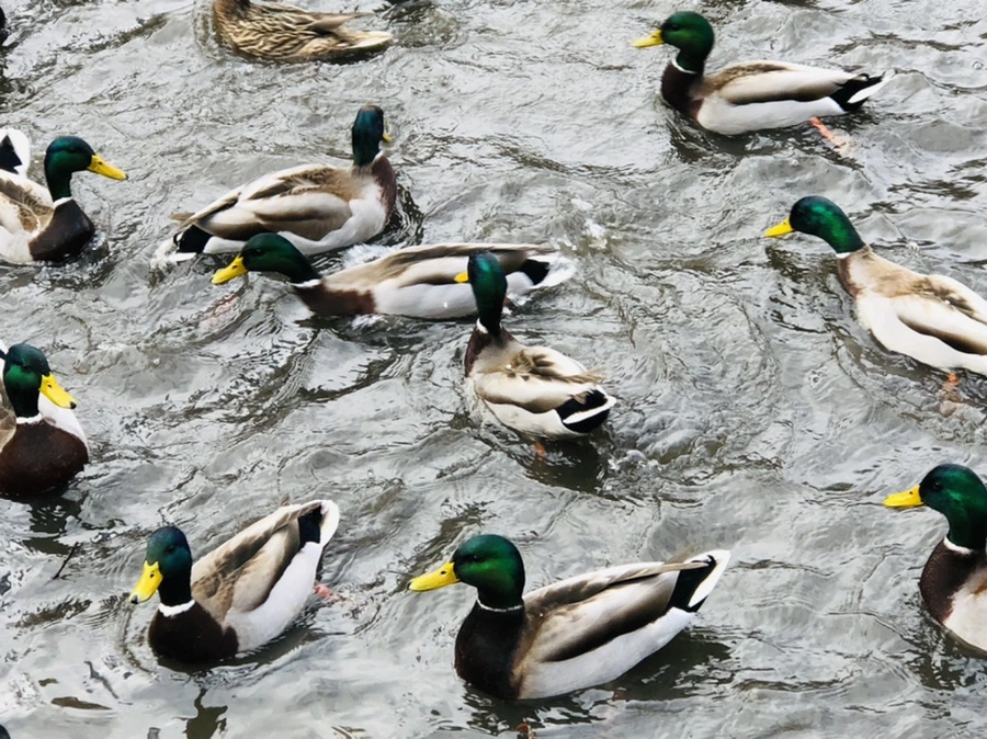 IMG_2422.jpg?type=w966