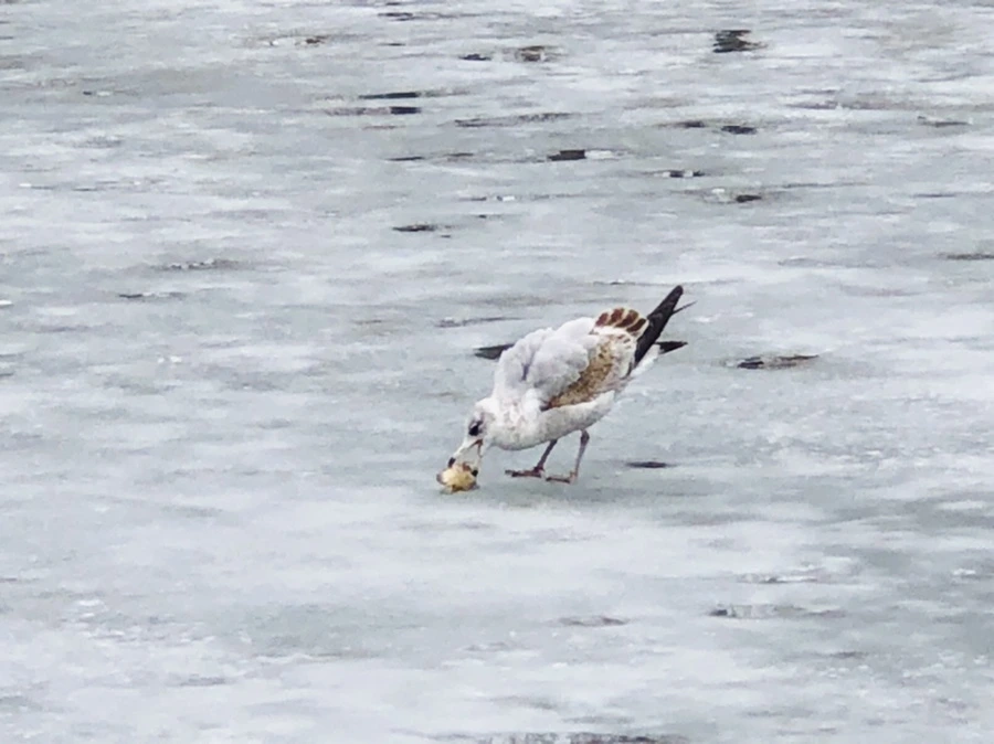 IMG_6379.jpg?type=w966