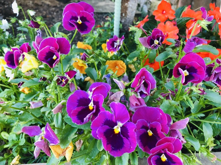 IMG_2519.jpg?type=w966