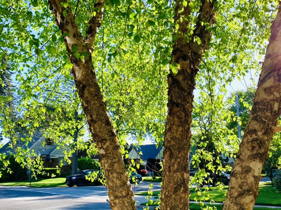 IMG_2175.jpg?type=w966