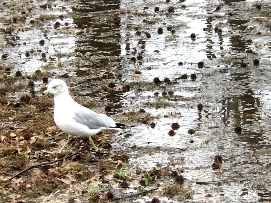 IMG_5695.jpg?type=w966