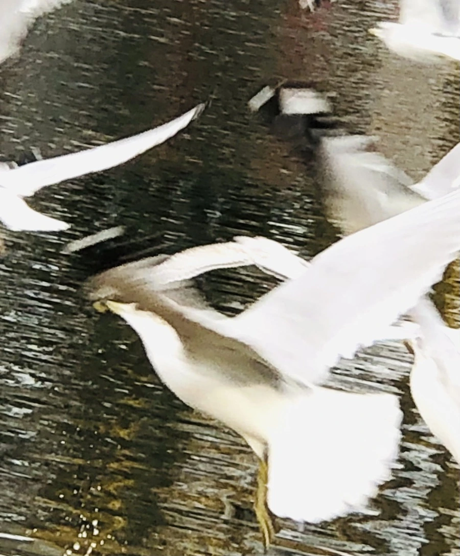 IMG_8637.jpg?type=w966