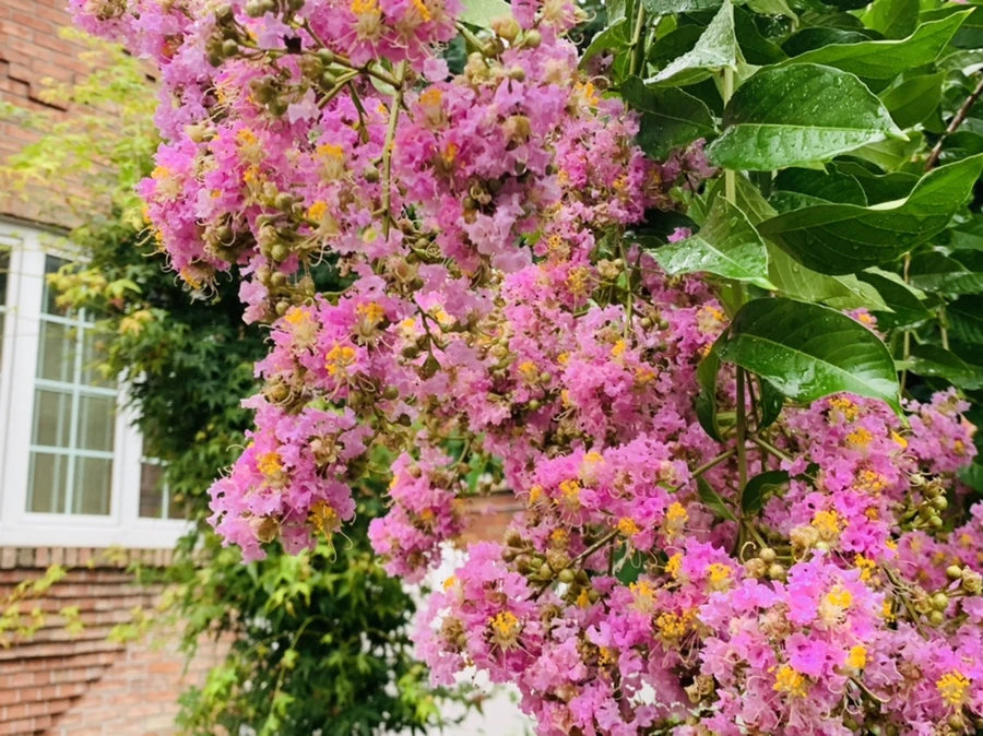 IMG_3704.jpg?type=w966