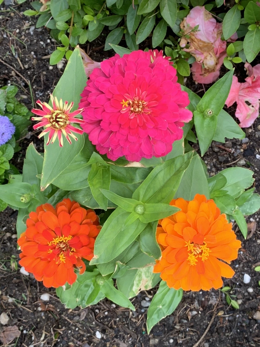 IMG_2670.jpg?type=w966