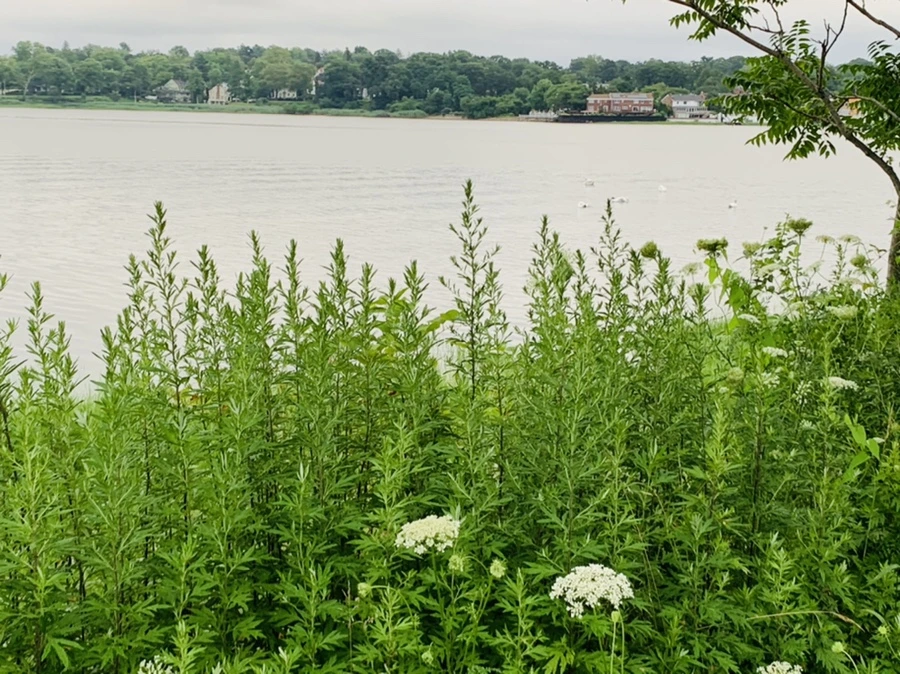 IMG_7106.jpg?type=w966