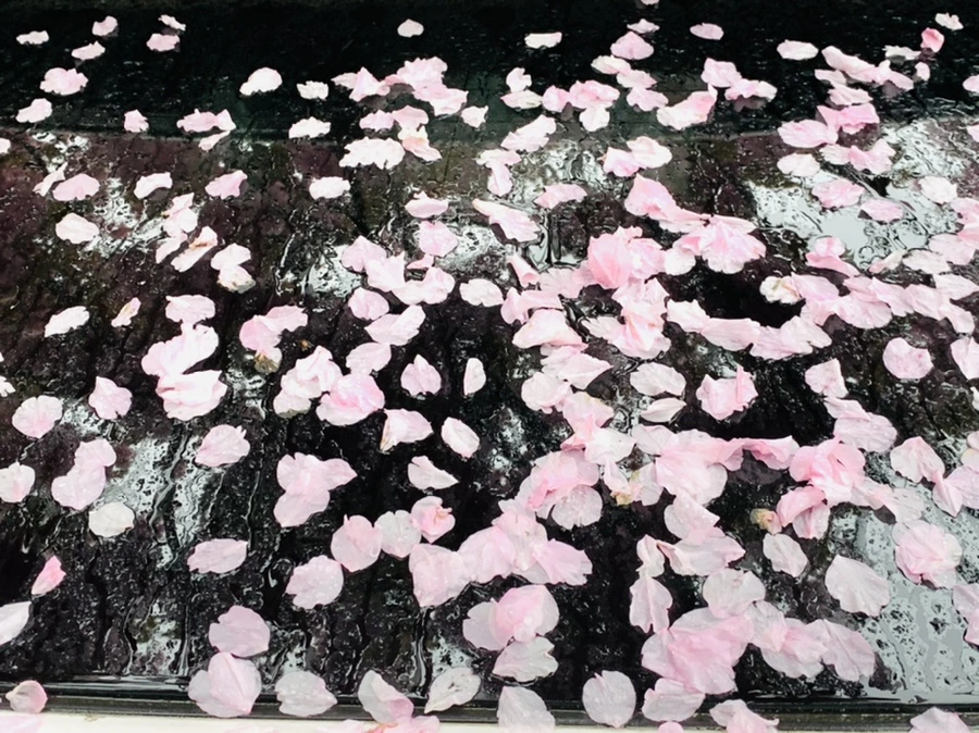 IMG_5255.jpg?type=w966