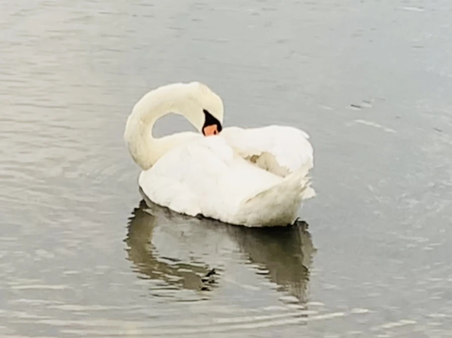 IMG_0347.jpg?type=w966