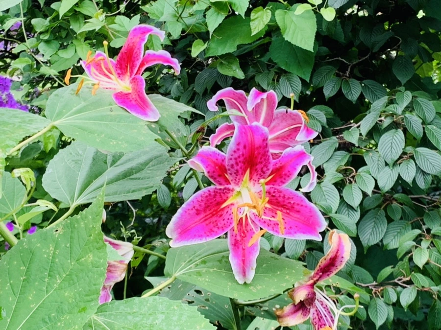 IMG_1026.jpg?type=w966