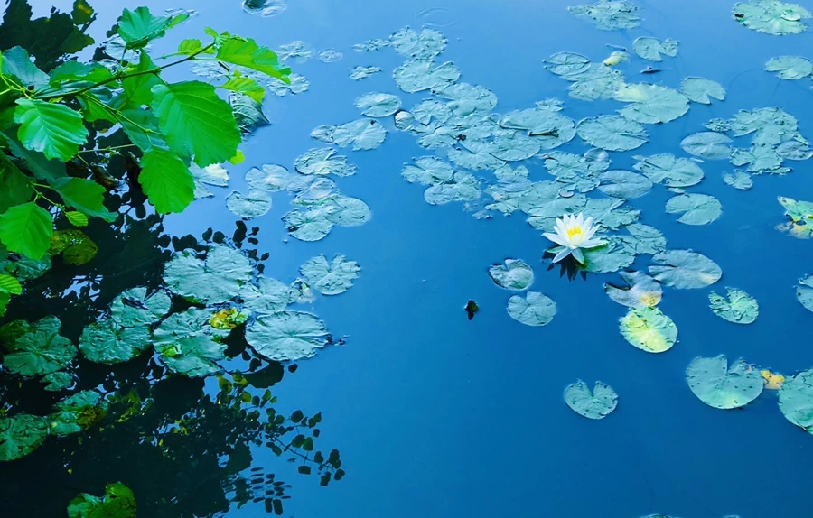 IMG_2290.jpg?type=w966