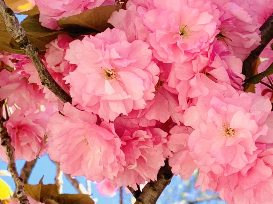 IMG_8406.jpg?type=w966