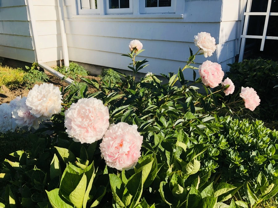 IMG_7779.jpg?type=w966