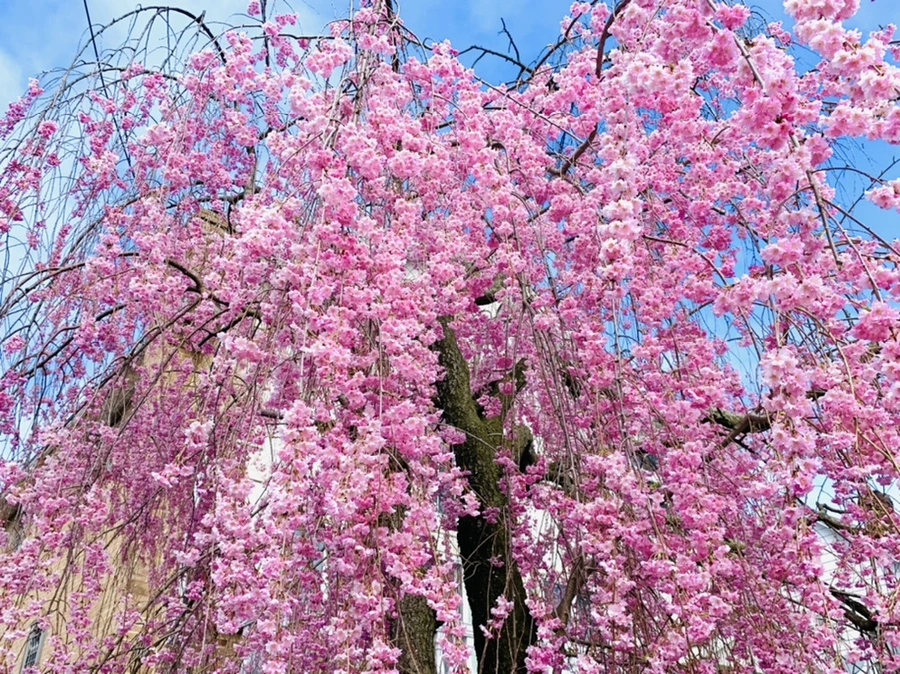 IMG_1529.jpg?type=w966