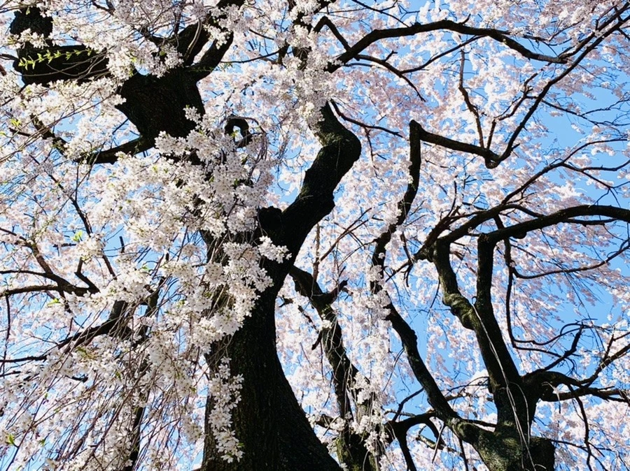 U5pje7-VCUQYyeiGlc8PtSqnOZU