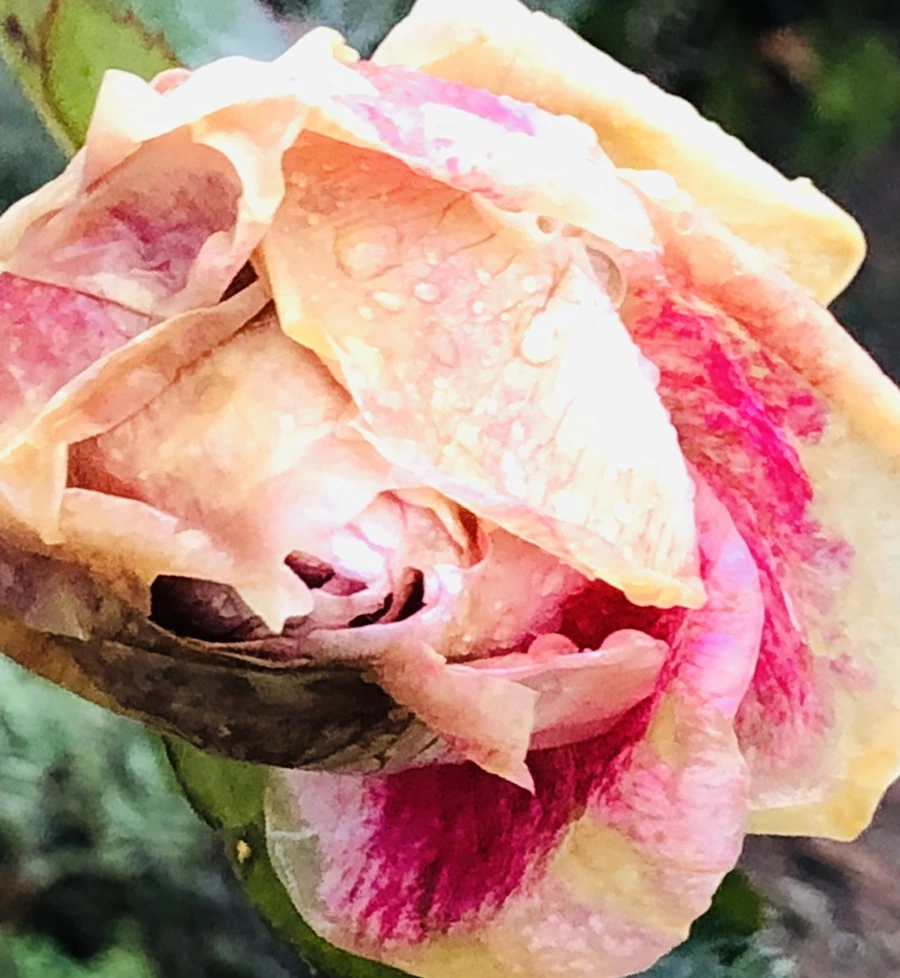 IMG_8083.jpg?type=w966