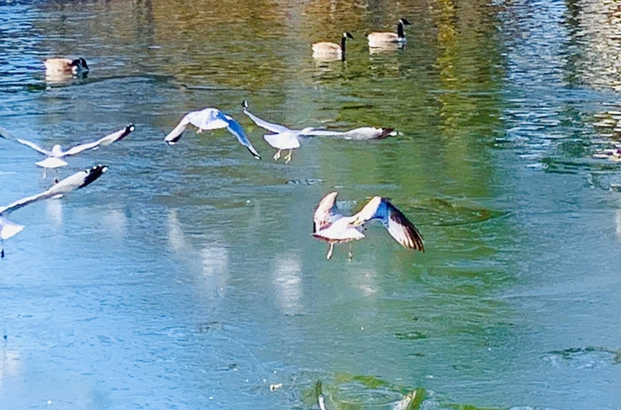 IMG_9085.jpg?type=w966