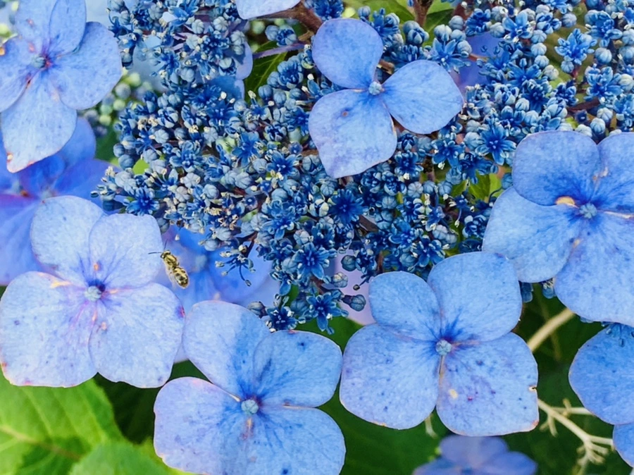 IMG_5209.jpg?type=w966