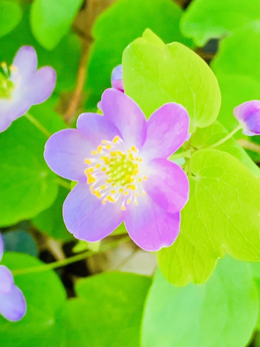 IMG_8316.jpg?type=w966