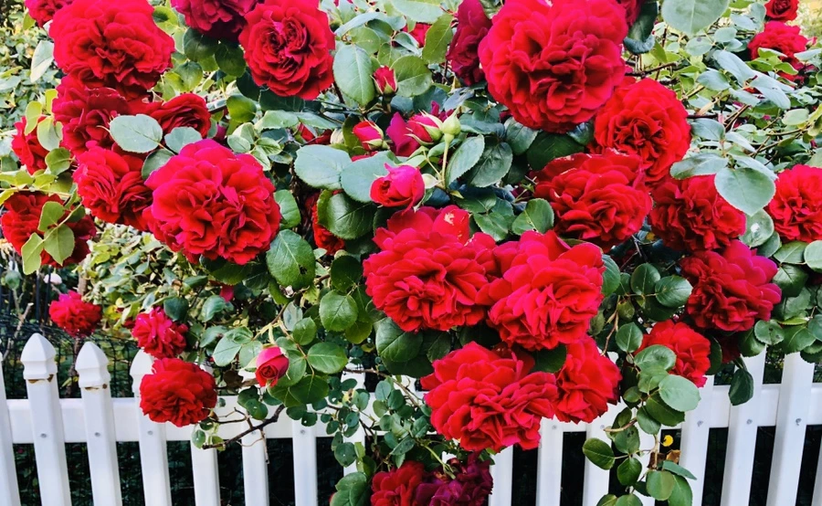 IMG_7797.jpg?type=w966